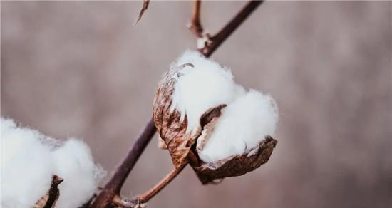 以棉花代表什么生肖（探讨棉花与十二生肖的奇妙联系）