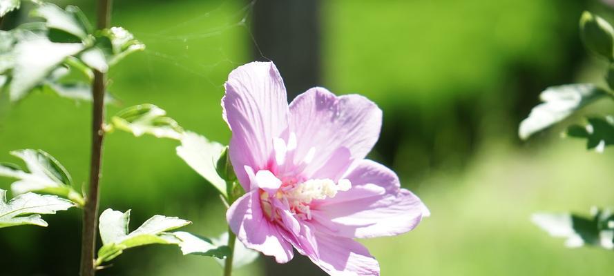 木槿花的象征意义与传承（探寻木槿花背后的文化之美）