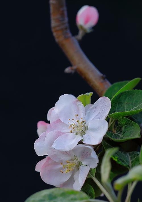 苹果（以苹果为媒介）