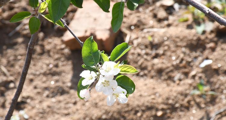 苹果花的象征意义与寓意（探寻苹果花的神秘密码及文化内涵）