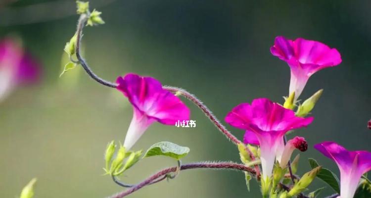 牵牛花的花语和象征意义（揭示牵牛花的寓意和象征）