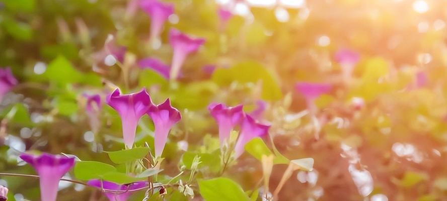 牵牛花的花语及其寓意（探究牵牛花背后的寓意和象征意义）