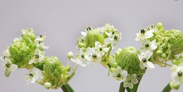 球菊的花语与寓意（探索球菊花的象征意义）