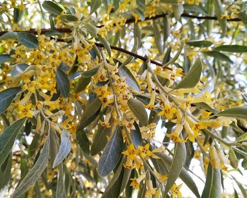 沙枣花（沙枣花的花语和寓意）