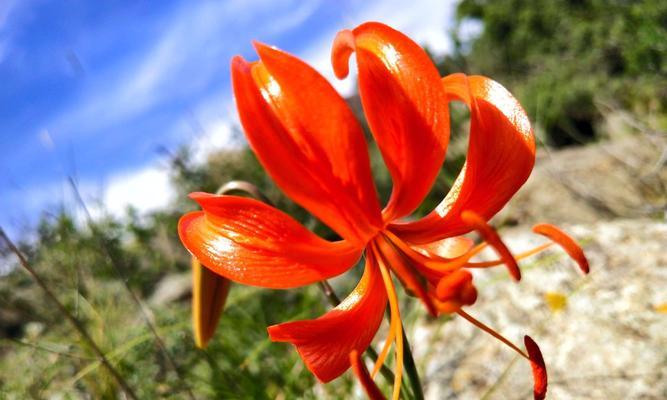 山丹花——力量与希望的象征（花开如锦）