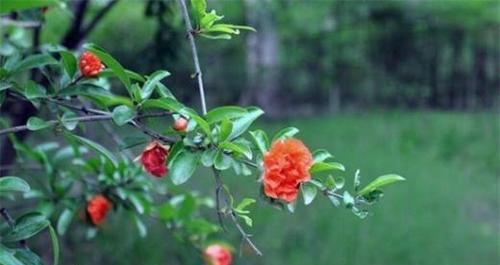 以石榴花代表的生肖之谜（揭秘十二生肖与石榴花之间的神秘联系）