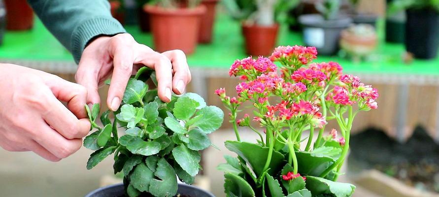 长寿之花——的花卉奇观（花开寿限）