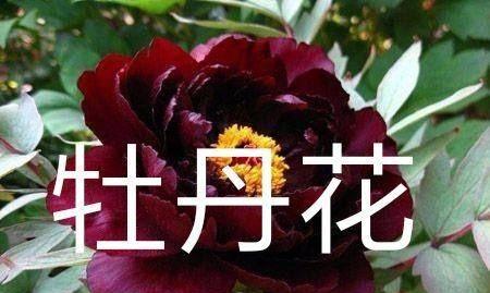 以白兰花代表诚信（传递纯洁与正直的芬芳）