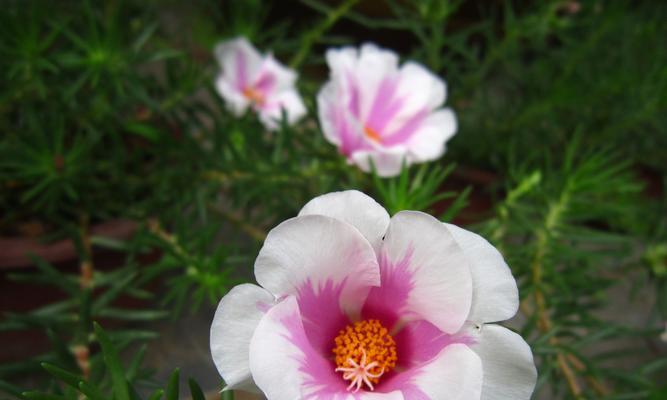 感谢之花-深情的花朵表达感激之情（以鲜花为媒）