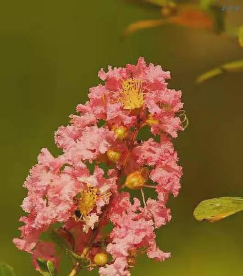 和平之花——以白色康乃馨代表和平（白色康乃馨）