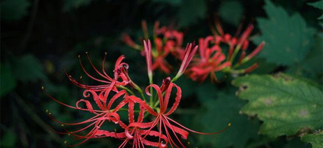 花语告别（花海别离）