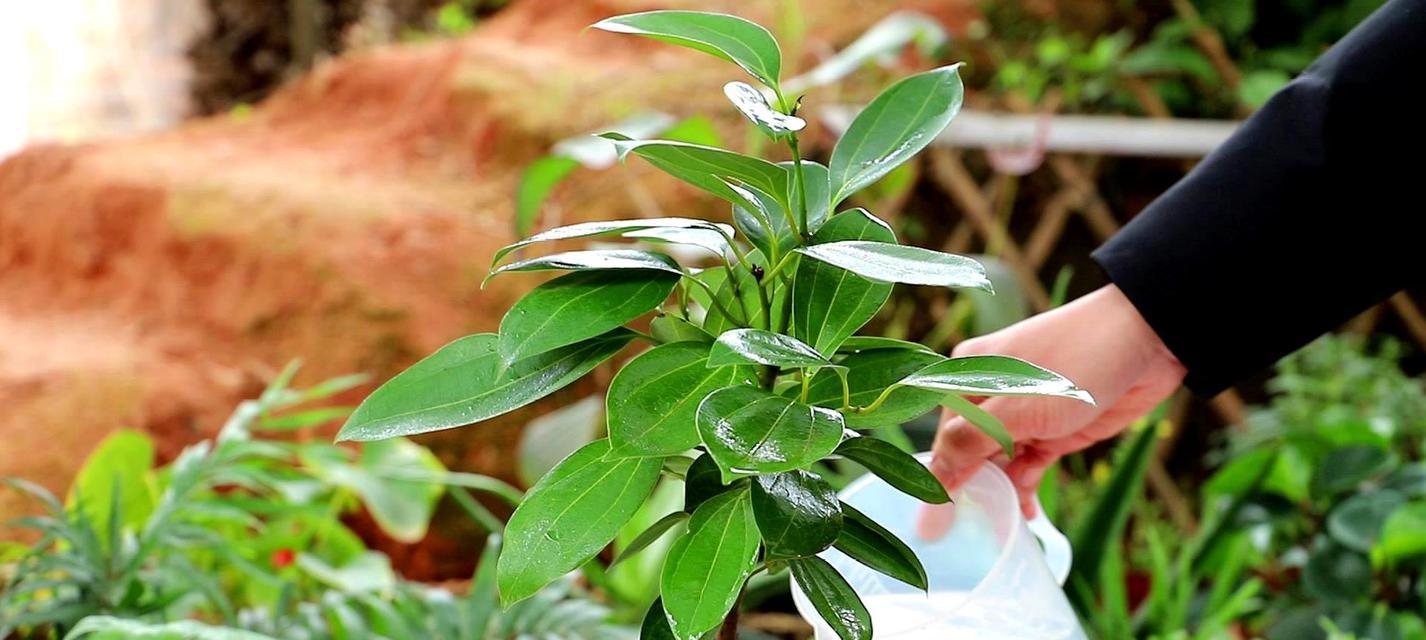 花语中的平安之花——向日葵（以向日葵为代表的花朵传递平安的祝福）