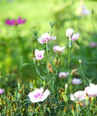 花语之思念（以花为媒）