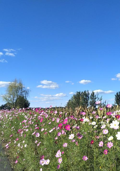 用花朵传递幸福的力量（探索花朵象征幸福的奥秘）