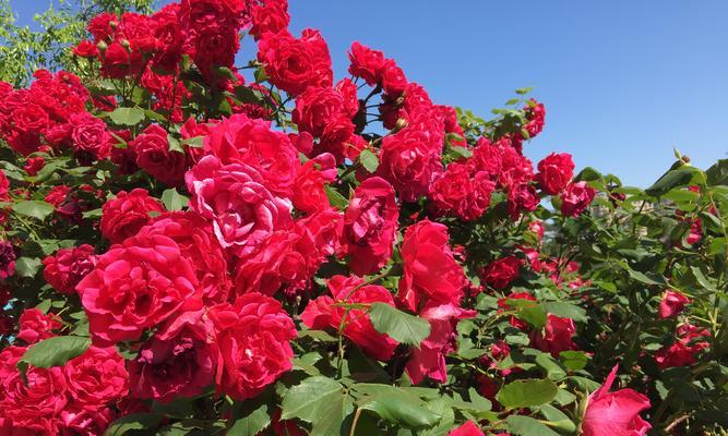 花语传情（以美丽的花朵传递内心深处的原谅和宽恕之意）