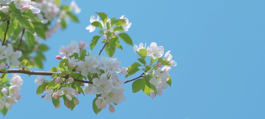 花语中的专一忠诚（探寻花语背后的专一忠诚之意）