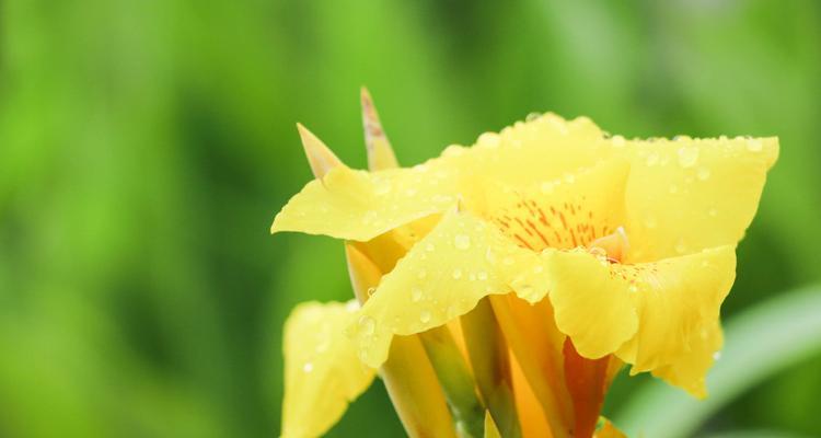 以玫瑰花代表魅力（迷人魅力的花朵——玫瑰花）