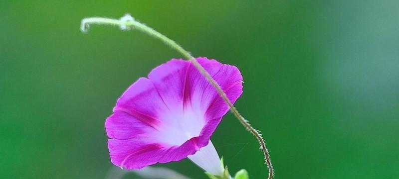 等你娶我花语浪漫（以百合花的花语）