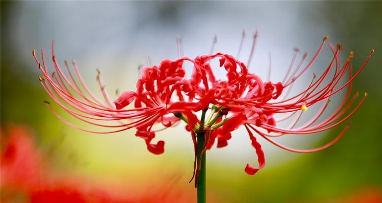 道歉之花——以紫罗兰为花语的花朵（悔过与宽恕的象征——紫罗兰花语解读）