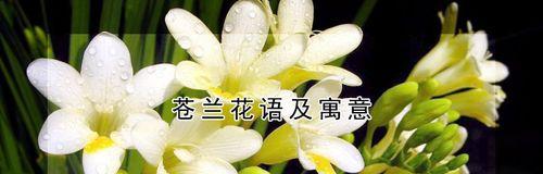 花语复仇（揭开复仇主题的花语之谜）