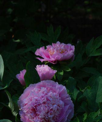 花开富贵梅花寓意与传说（梅花——追求富贵和繁荣的象征）