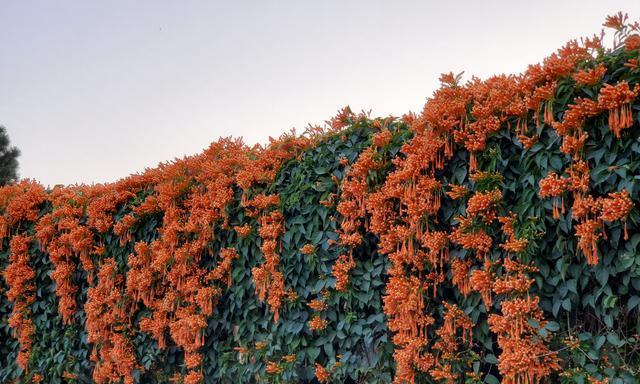 炮仗花是常绿植物吗（有关炮仗花的养护要点）