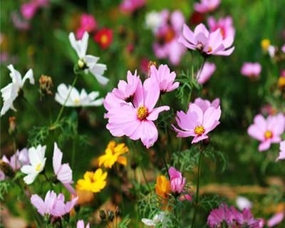 怎么种格桑花（格桑花种植方法和时间）