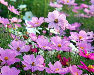 怎么种格桑花（格桑花种植方法和时间）