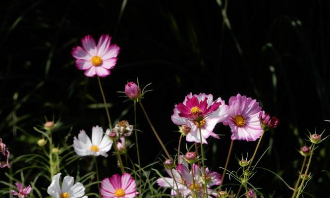 怎么种格桑花（格桑花种植方法和时间）