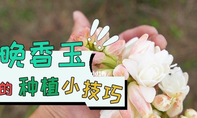 晚香玉种球什么时候种（晚香玉栽培技术要点）