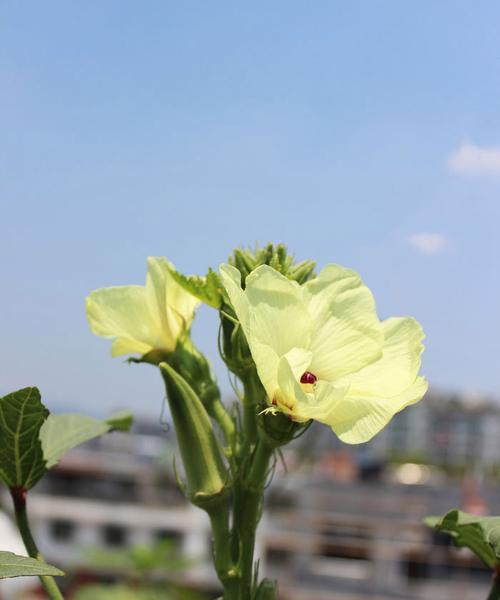 秋葵种植季节是什么时候（了解秋葵种植的时间）