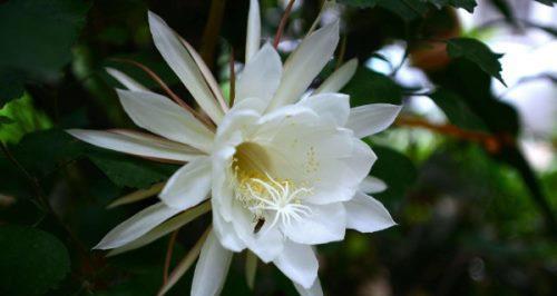 昙花象征着什么意思（简述昙花的寓意和花语）