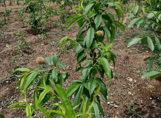 桃树苗几月份栽活（桃树种植方法和时间）