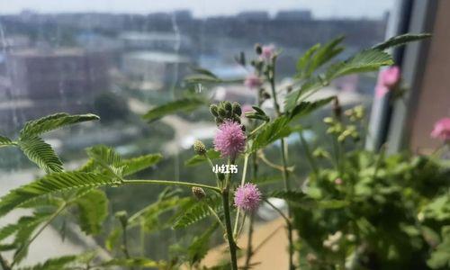 含羞草容易开花吗（养护含羞草的窍门）