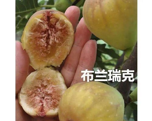 无花果怎样种植（无花果的栽培技术要点）