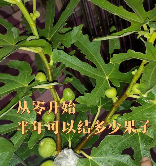 无花果怎样种植（无花果的栽培技术要点）