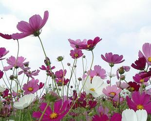 格桑花什么季节开花（格桑花的养殖方法和注意事项）