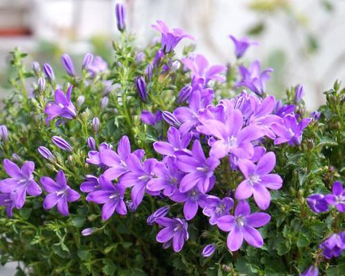 风铃花几月份开花（关于风铃花开花时间）