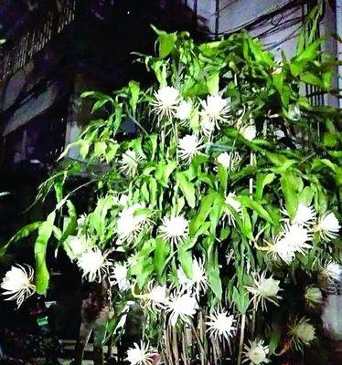 昙花怎么种植（昙花种植方法和技巧）