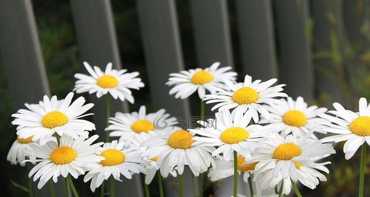 雏菊什么时候开花（有关雏菊花期简介）