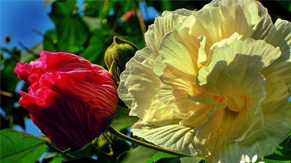 芙蓉花花语是什么（芙蓉花的象征与寓意）