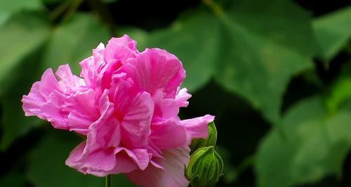 芙蓉花花语是什么（芙蓉花的象征与寓意）