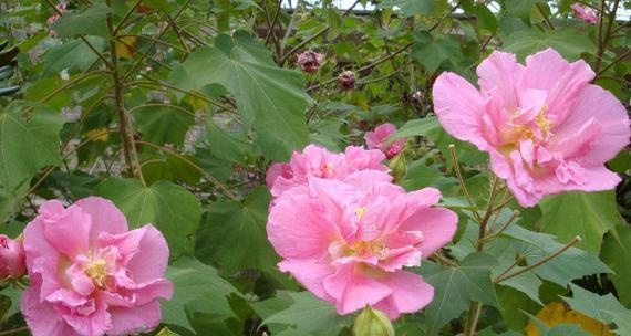 芙蓉花花语是什么（芙蓉花的象征与寓意）