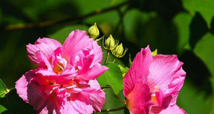 芙蓉花什么季节开（有关芙蓉花的花期简介）