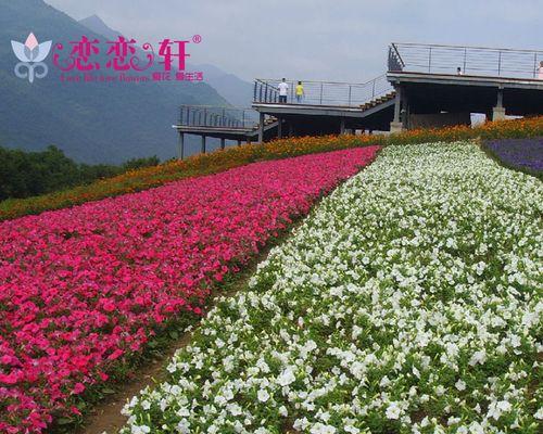 花坛一般种植什么花卉（五种常见花坛草坪植物推荐）