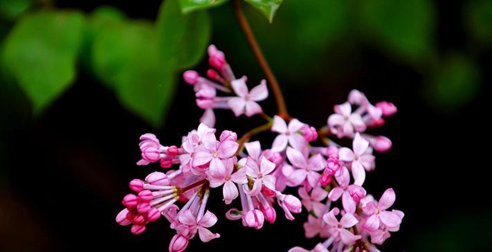 丁香花在什么时候开（观赏丁香花花期简介）