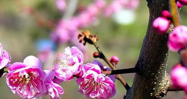 梅花几月开花（观赏梅花花期简介）