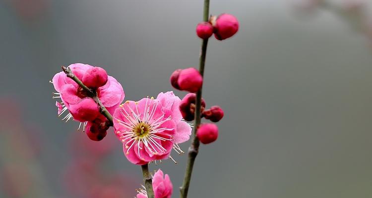 梅花几月开花（观赏梅花花期简介）