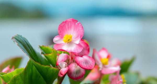 秋海棠花的养殖方法（打造秋日花海）