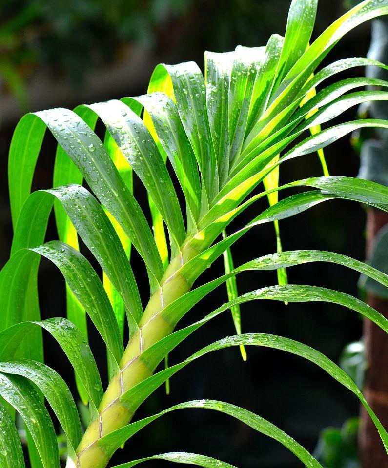 蕨类植物有哪些（常见的6种蕨类植物介绍）